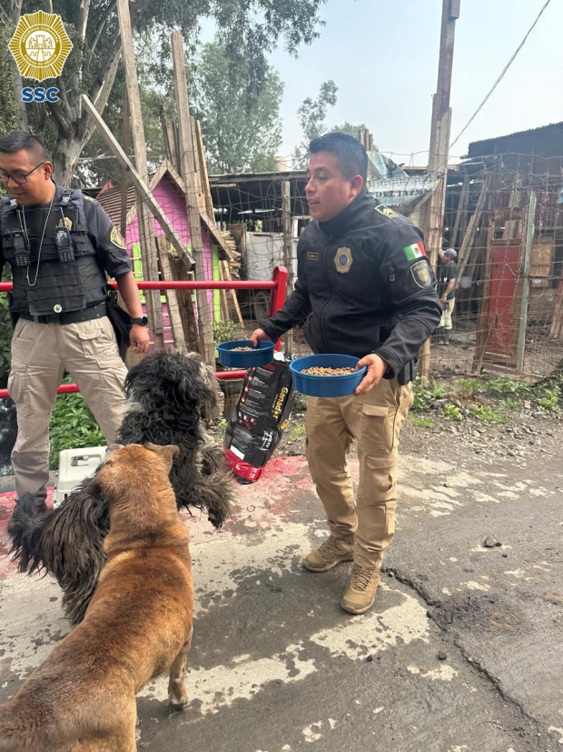 Las lluvias afectaron gatos y perros en situación de calle.