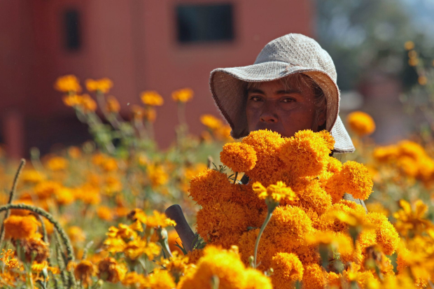 Los productores y floricultores mexicanos tienen un cempasúchil brillante para esta temporada.