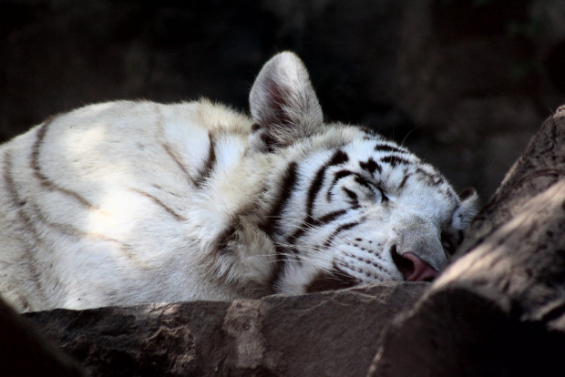 El tigre blanco no se considera una especie en peligro de extinción.