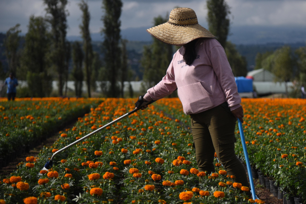 En la alcaldía Xochimilco se encuentran campos de cempasúchil.