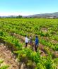 Celebra lo mejor de la cultura vitivinícola en Baja California.