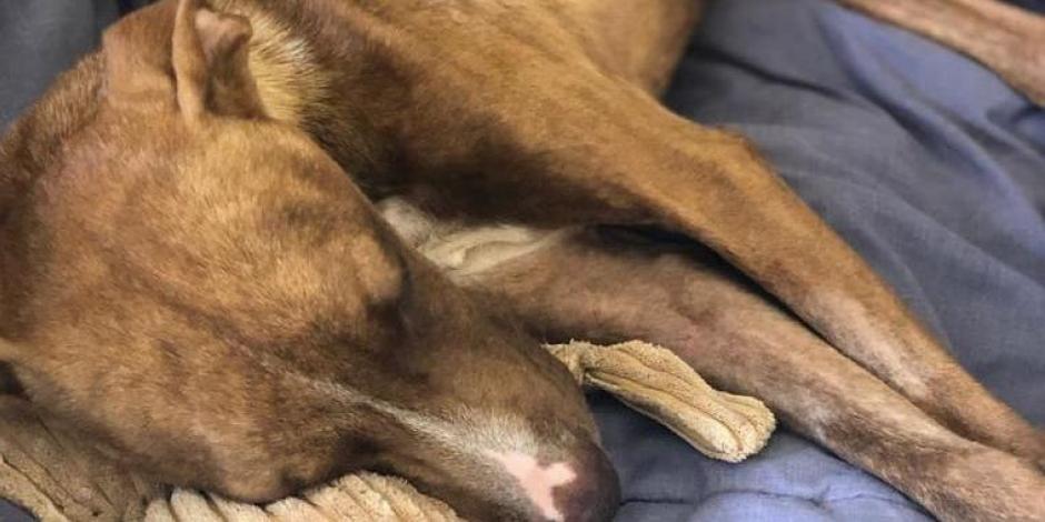 "Milagro", el perro que sobrevivió un mes bajo escombros en Las Bahamas