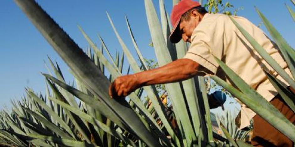 AMLO: Oaxaca reforzará cultivo de maguey ante gran demanda de mezcal de Europa