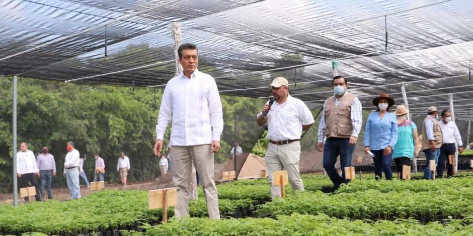 El gobernador Rutilio Escandón (al frente) encabeza entrega de árboles en Chiapas del programa Sembrando Vida.