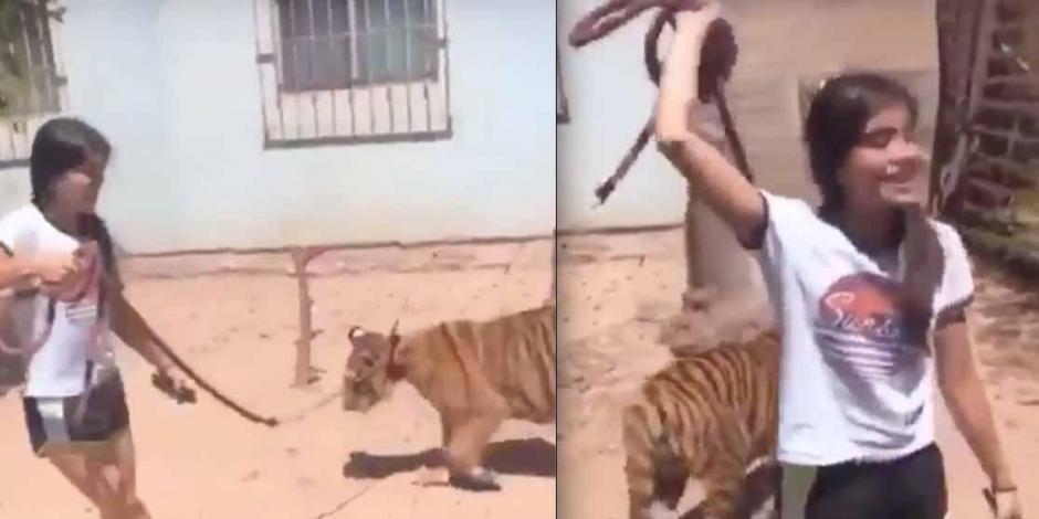 Una adolescente pasea a su tigre de bengala con todo y correa.