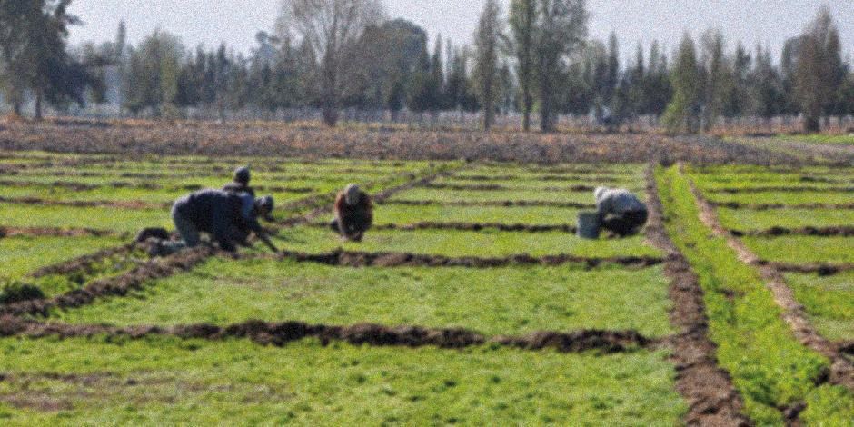 Sello Verde, el plan para salvar al agro del Covid en CDMX