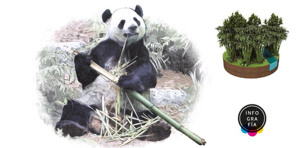 Amenazan al panda la caza, el clima y hasta su difícil reproducción