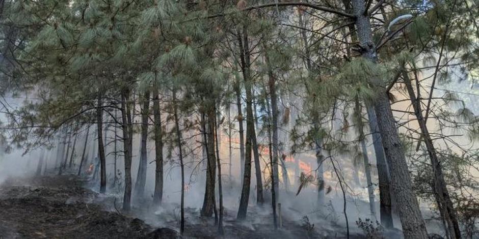Incendio provocado en Pinos de Mazamitla, Jalisco.
