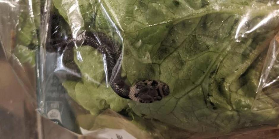 Un hombre de Sydney encontró una serpiente venenosa en la lechuga que había comprado en un supermercado