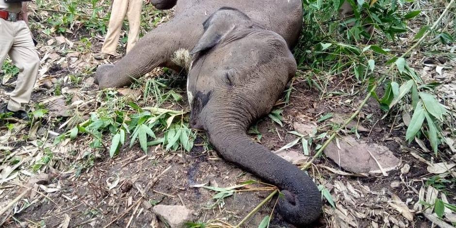 Autoridades de India dieron a conocer que al menos 18 elefantes murieron en medio de una tormenta
