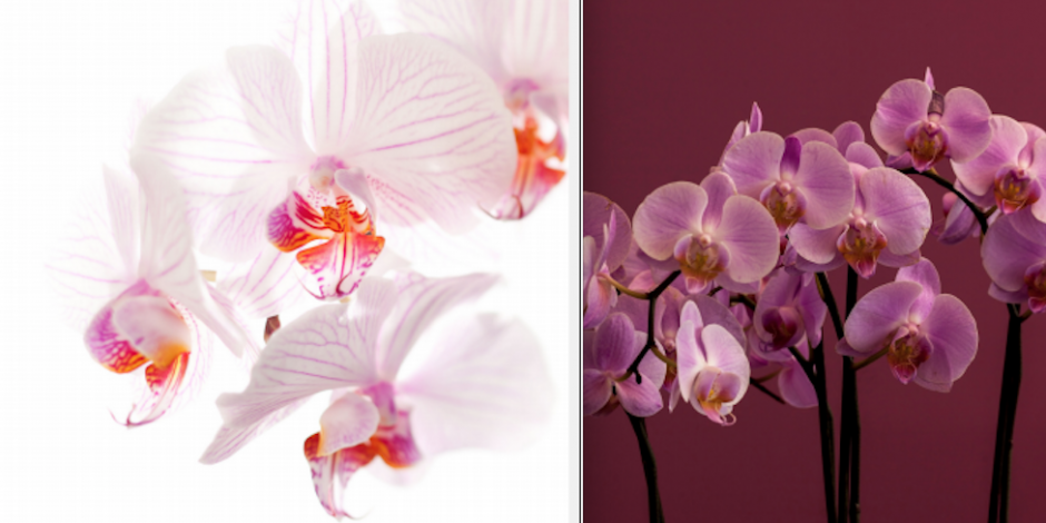 Este martes el Museo Franz Mayer inauguró la exhibición “Orquídeas y sus polinizaciones”.