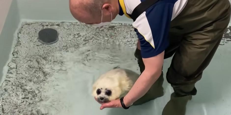 El video de la foca bebé entrando por primera vez al agua cautivó a los usuarios de redes sociales, quienes siguen compartiendo el tierno momento
