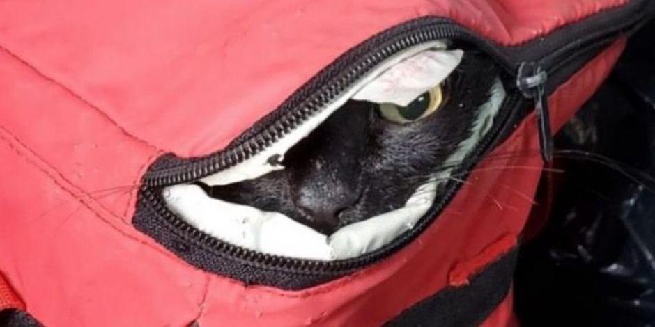 Un gato fue dejado dentro de una hielera afuera de un refugio