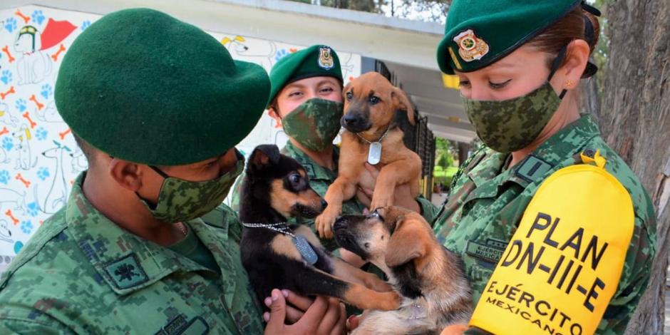 Ejército mexicano crea refugio para perritos abandonados en las inmediaciones del Aeropuerto Internacional Felipe Ángeles