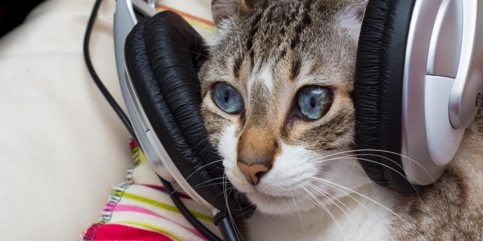 Un gato en un barrio de España se cree DJ