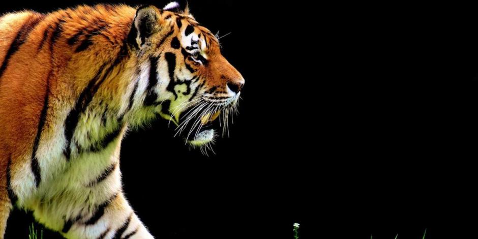 Autoridades de Guanajuato alertaron la presencia de un tigre en el municipio de Apaseo el Grande.
