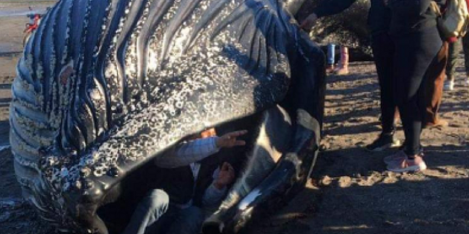 Se meten en una ballena muerta para tomarse una selfie, pese a riesgo de enfermedad por bacterias y fluidos