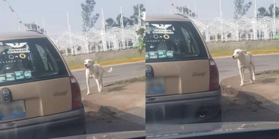 En redes se difundió el video donde se observa como un perro persigue un vehículo