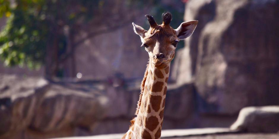 Buscan nombre para la jirafa bebé del Zoológico de Aragón.