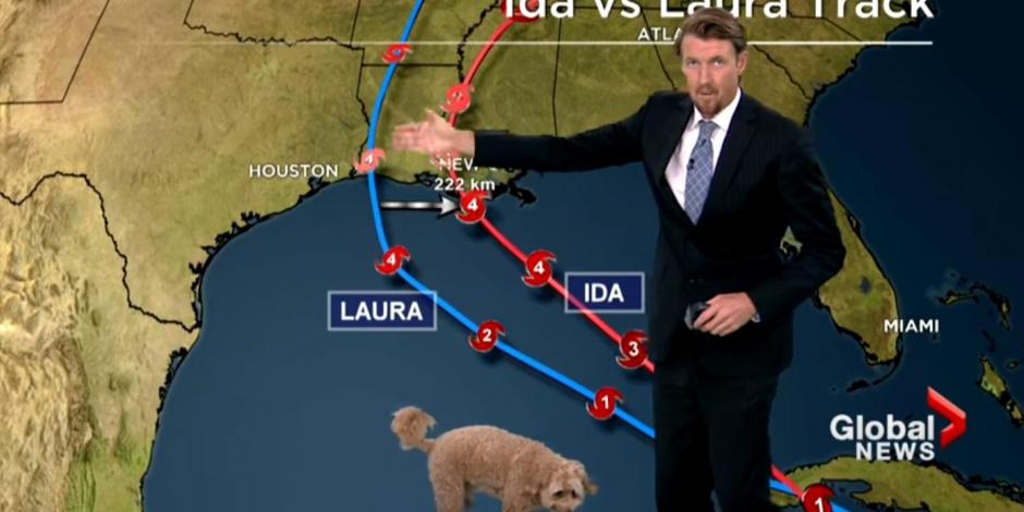 Un perro se robó el momento durante el informe del clima en un programa de televisión