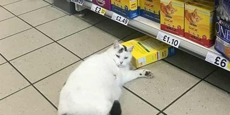 Una mujer descubrió al gato medio dormido y medio tratando de robarse una caja de la tienda