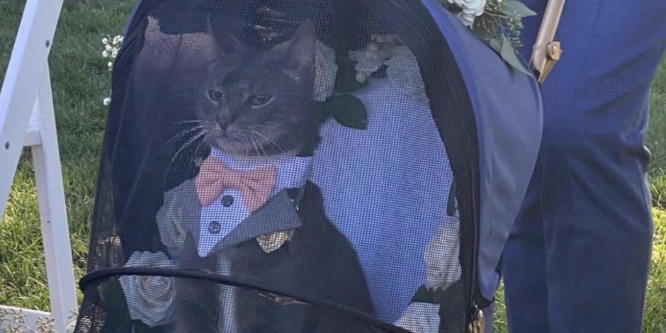 Este pequeño gatito llegó en un carro adornado con flores y vistiendo un elegante atuendo digno de una boda