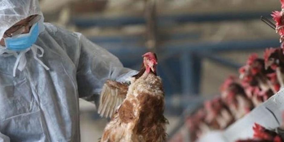 Se trata de una nueva cepa de gripe aviar, que surge en China