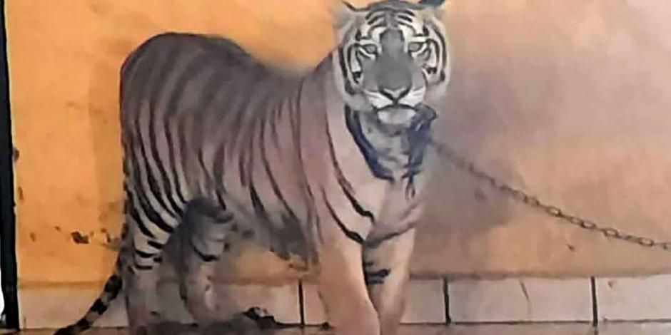 Una hembra tigre de Bengala fue encontrada en una habitación durante un cateo en Sonora; también se aseguraron armas de fuego.