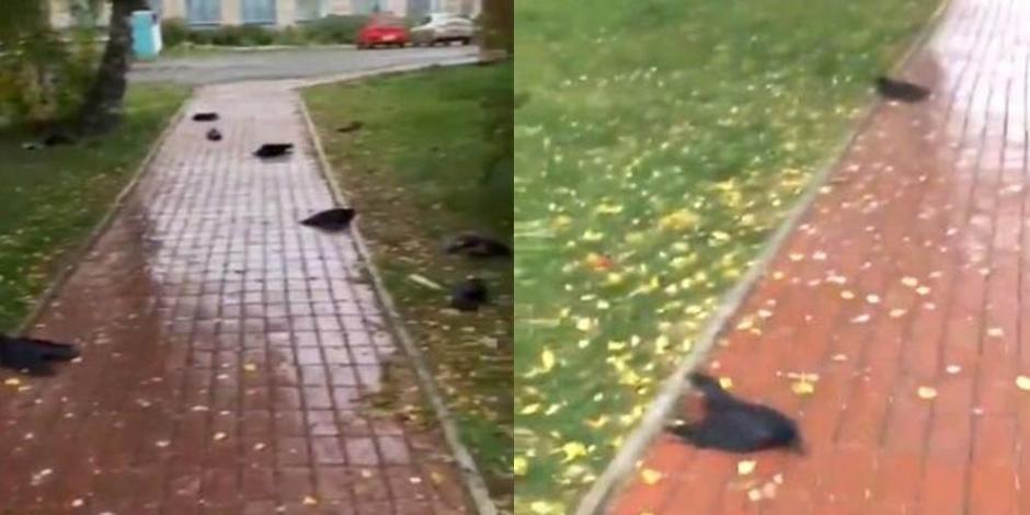 Cientos de cuervos han llegado a caer muertos 'por día' en una localidad de Siberia
