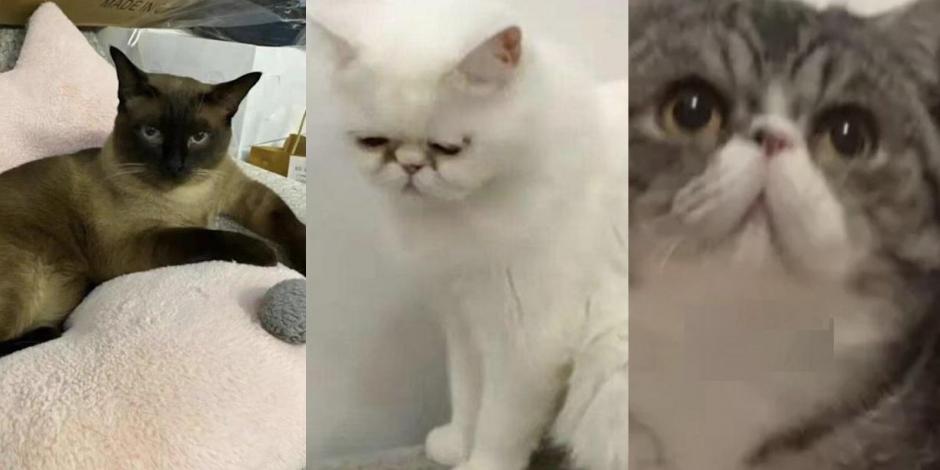 Autoridades de China mataron a 3 gatos por tener COVID-19