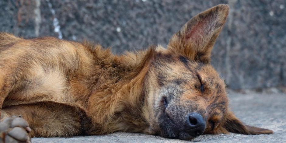 De acuerdo con las autoridades, la medida busca disminuir los envenenamientos de perros callejeros