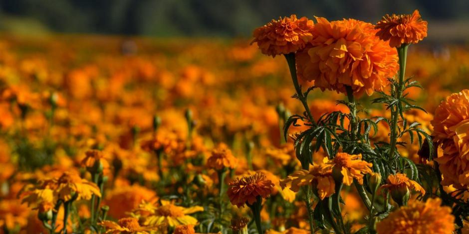 La flor de cempasúchil es uno de los elementos más importantes en el Día de Muertos. Conoce su leyenda.
