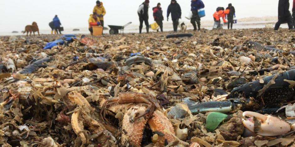 En algunas playas de Reino Unido amanecieron pilas de animales marinos muertos