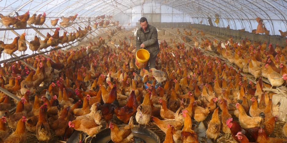 "El aumento de casos humanos en China este año es preocupante", dijo un profesor sobre la gripe aviar.