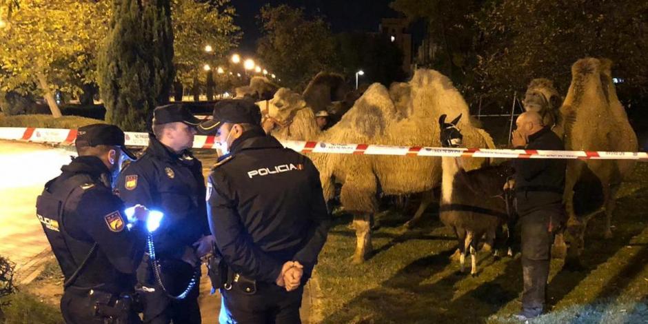 La Policía Nacional encontró a los camellos y a la llama deambulando por las calles de Madrid, España.