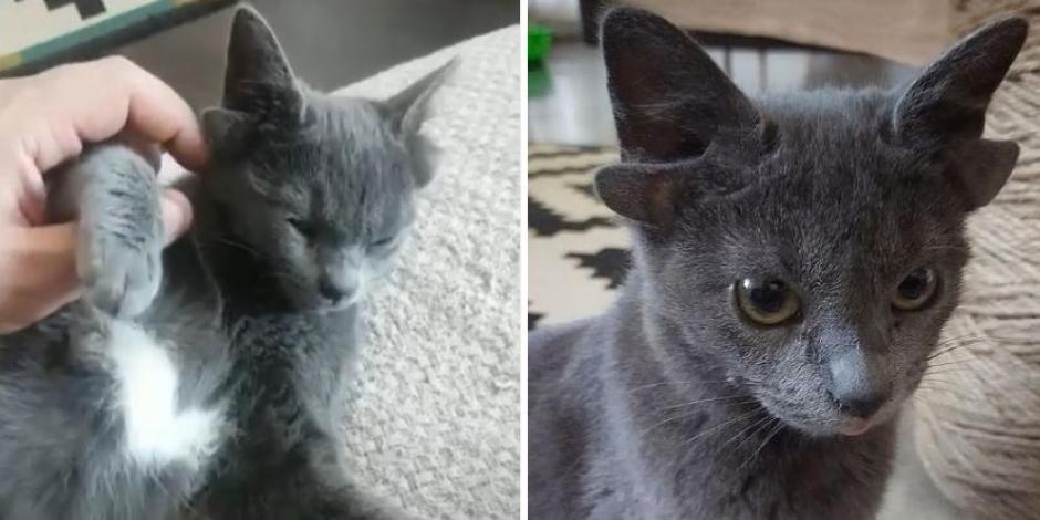 Una gatita con cuatro orejas y un "corazón blanco" está conquistando Instagram