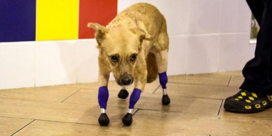 Una perrita fue encontrada sin sus cuatro patas y cooperan en línea para prótesis