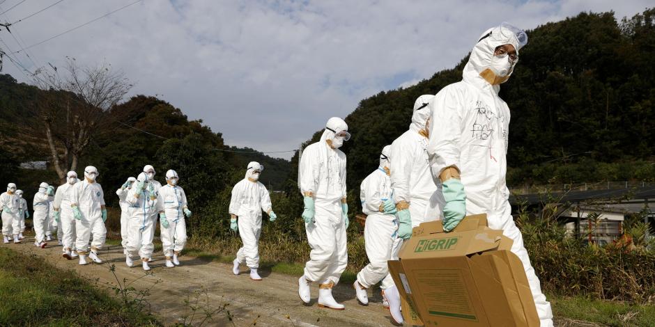 Corea del Sur no es el único país que ha confirmado casos de gripe aviar en granajas; se suman China, Japón, y Noruega.