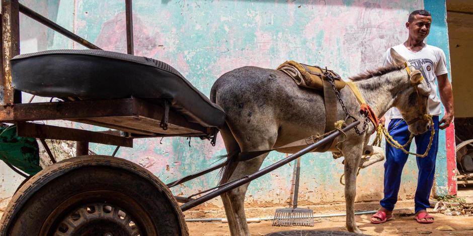 Cada vez más personas dicen adiós a los autos y compran un burro en Venezuela
