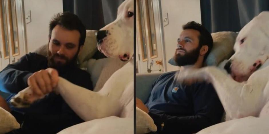 Perro protagoniza tierno momento en TikTok en su "lucha por la amistad"