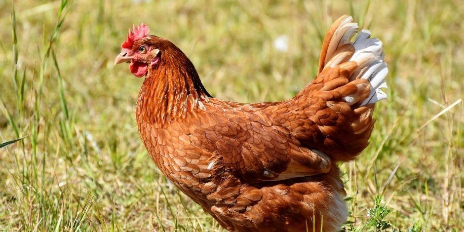 España sacrificará a 133 mil gallinas ante casos de gripe aviar.
