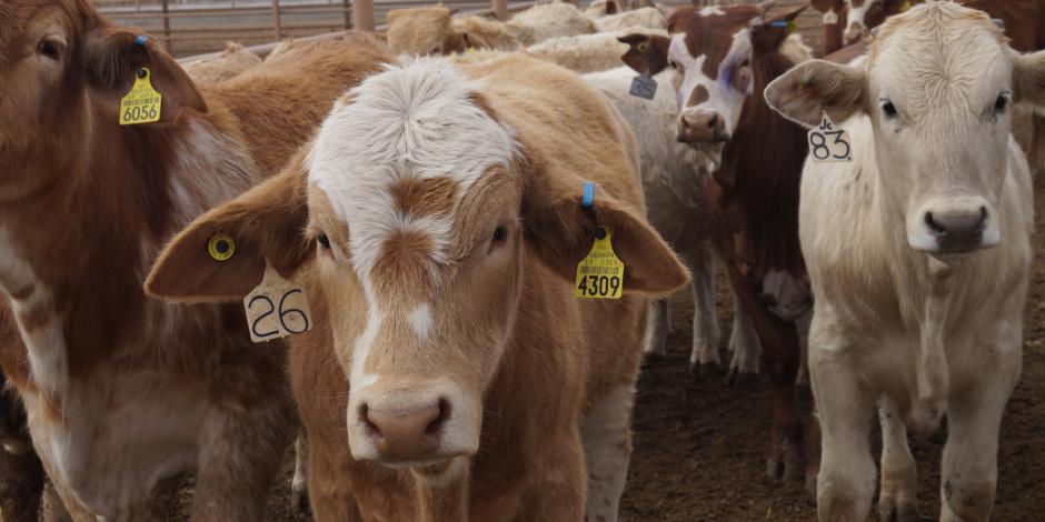 Con aretes a bovinos, la Secretaría de Agricultura  busca fortalecer los registros sanitarios.