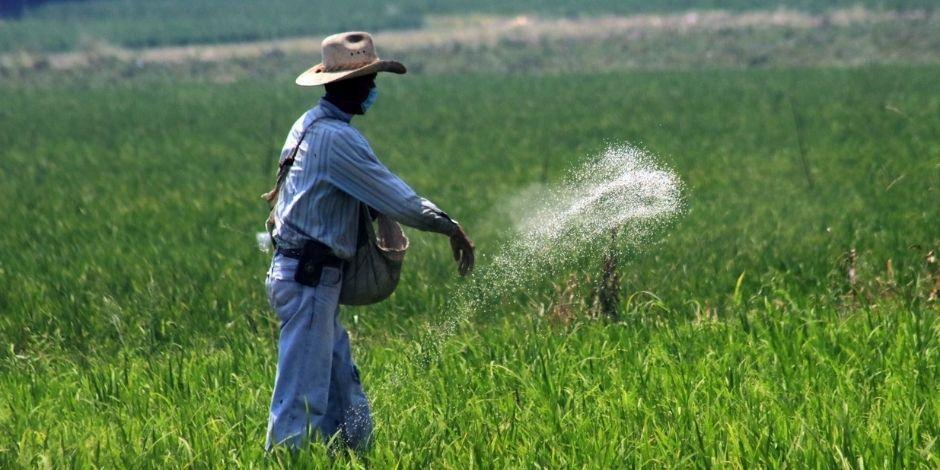 Campesino arroja fertilizante a las plantas de arroz en sembradío.