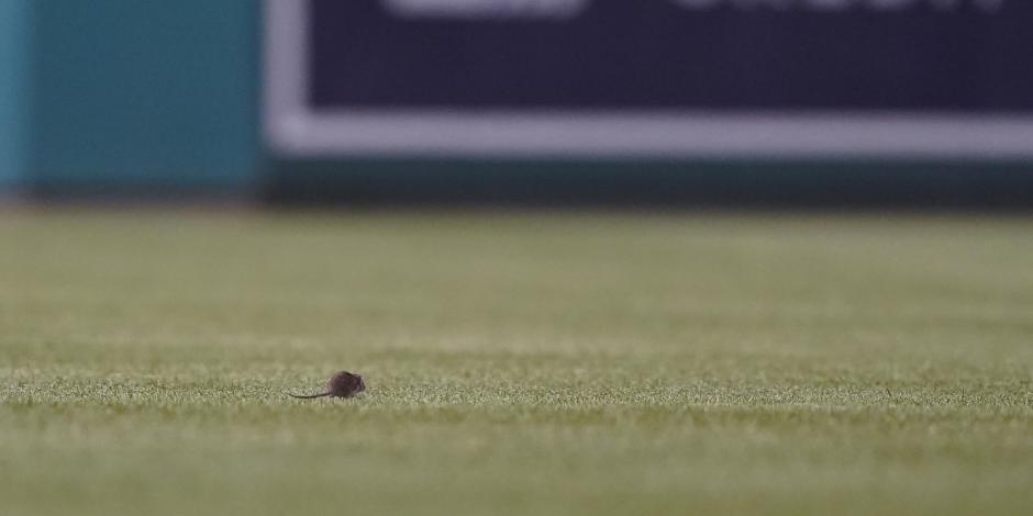 Una rata corre en el campo del Nationals Park durante el partido de MLB entre Nationals y Mets.