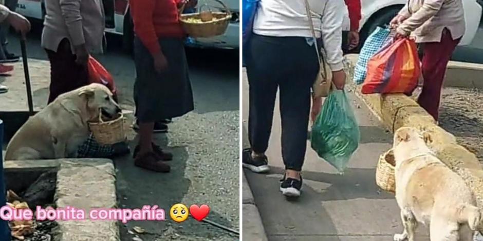 Perrito ayuda a mujer a vender comida en Perú; video enternece a usuarios de redes.