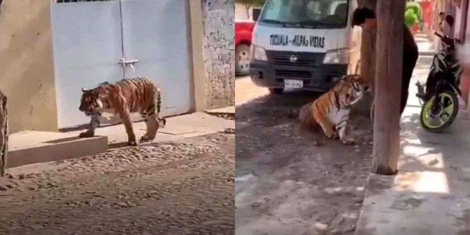 Un tigre fue captado en Tecuela, Nayarit; un joven lo capturó y se lo llevó con él