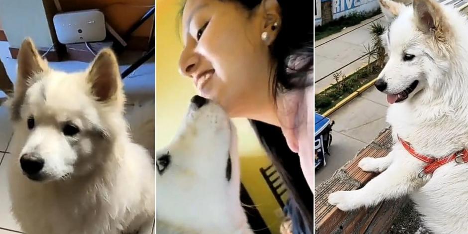 Joven peruano manda mensaje a quien se robó a su perrito: "Por favor, no lo maltrates".