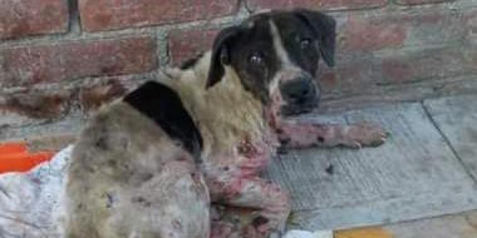 En días pasados fue rescatado este perrito, a quien su dueño le causaba heridas en la piel.