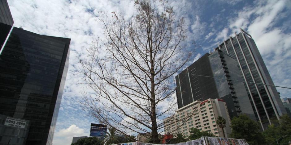 El ahuehuete plantado en Paseo de la Reforma se encuentra en proceso de adaptación al clima de la CDMX, según la Sedema.