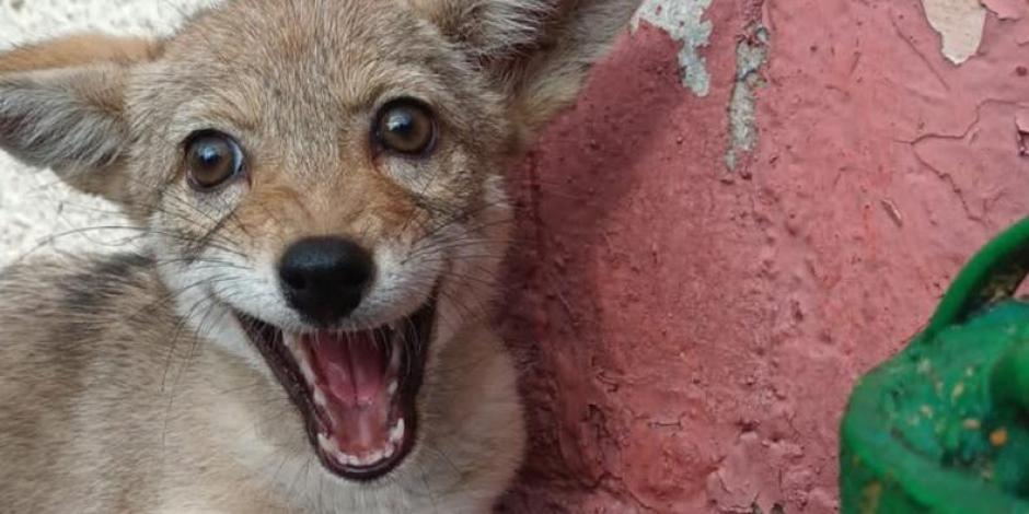 Coyote deambulaba en Azcapotzalco; brigada de Vigilancia Animal ahora los resguarda
